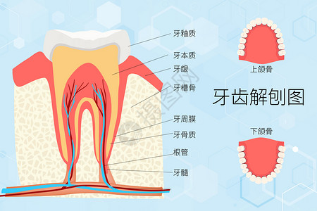 世界爱牙日牙齿解刨图插画