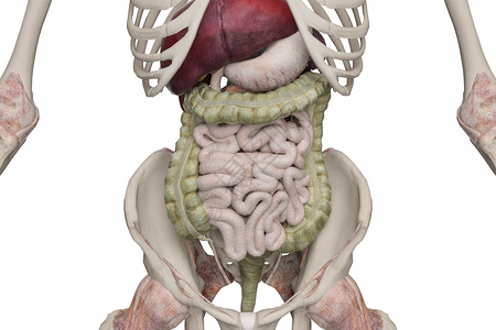 乙状结肠下消化系统设计图片