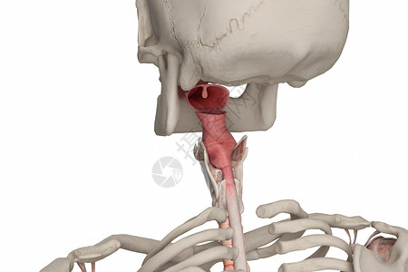 咽喉C4D食管高清图片