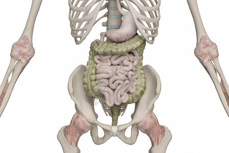 胃十二指肠溃疡消化道设计图片