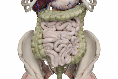 肠背景图片