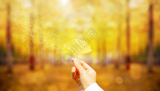 阳光下的银杏叶秋天背景设计图片