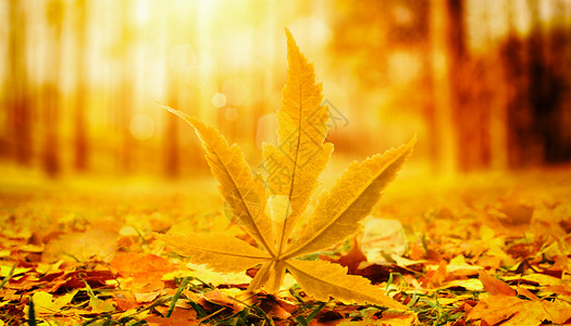 阳光枫叶素材秋天背景设计图片