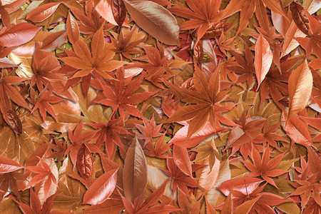深秋树叶秋天背景设计图片