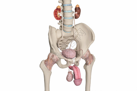 男性输尿管人体模型肾盂高清图片
