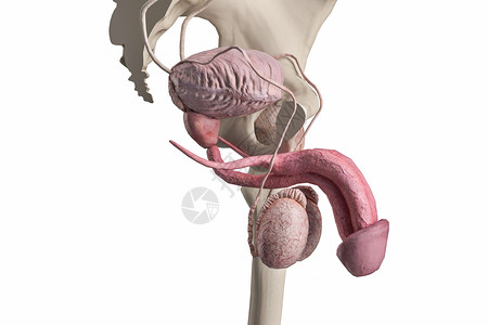 男性生殖器男性膀胱设计图片