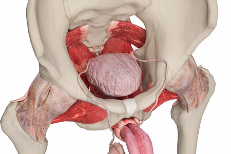 男性盆底系统解剖盆底高清图片