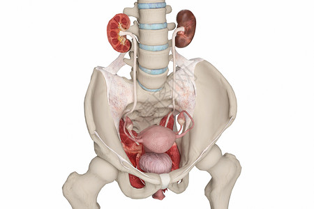 膀胱解剖女性盆骨韧带设计图片