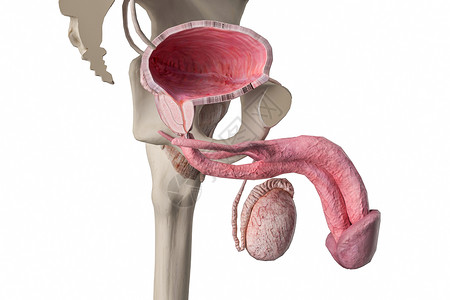 尿道海绵体男性膀胱横截面设计图片