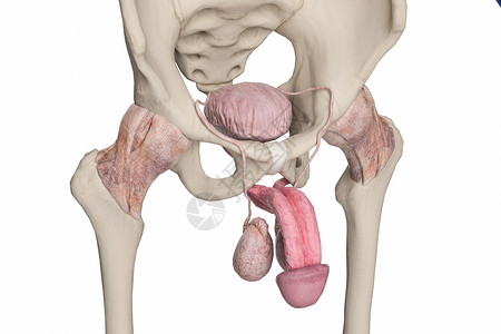 尿道海绵体男性膀胱和阴茎设计图片
