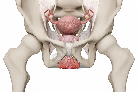 尿道括约肌女性尿道和尿道口设计图片