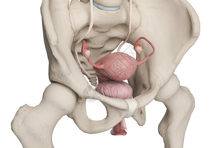 耻骨痛女性膀胱和子宫设计图片