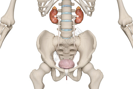 女性骨盆女性泌尿系统设计图片
