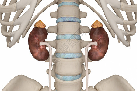 3D肾脏图片