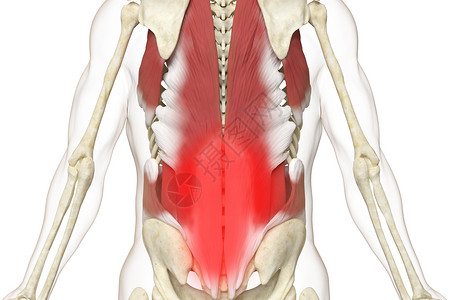 腰肌损伤三维背部肌肉疼痛场景设计图片