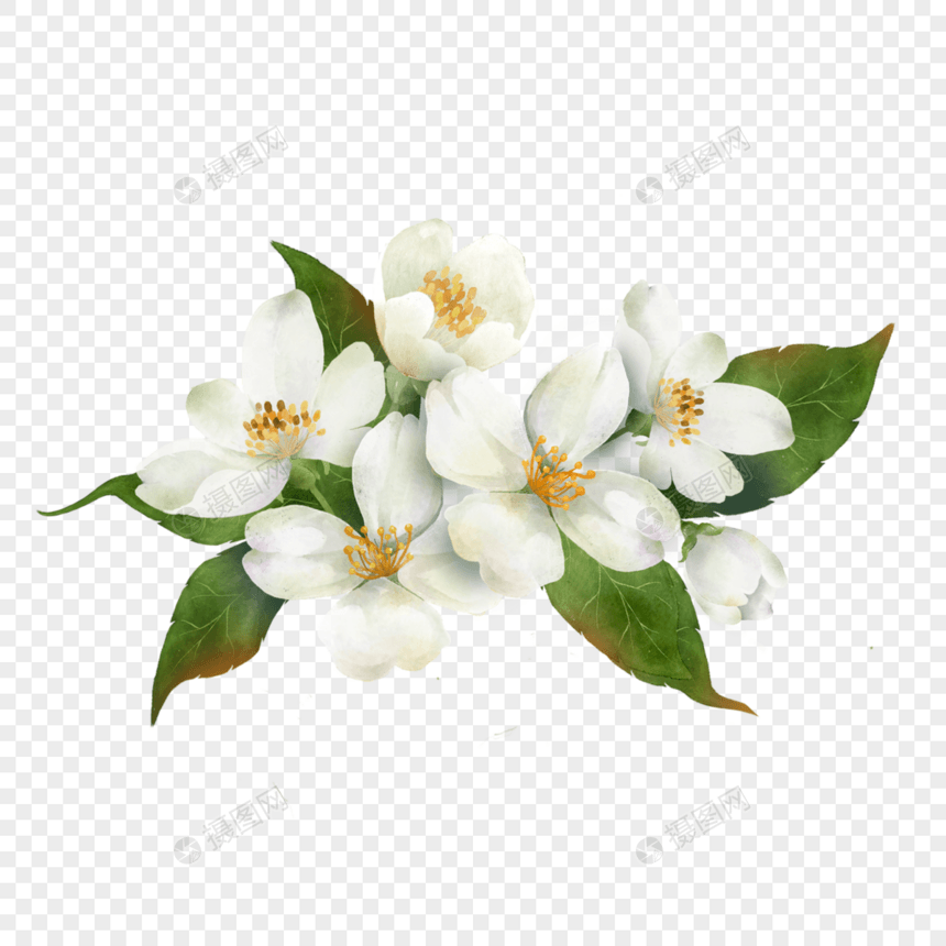 白色茉莉花水彩花卉图片