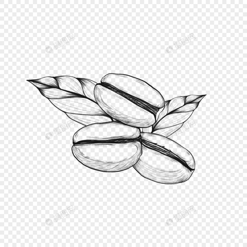 素描线条咖啡豆植物图片
