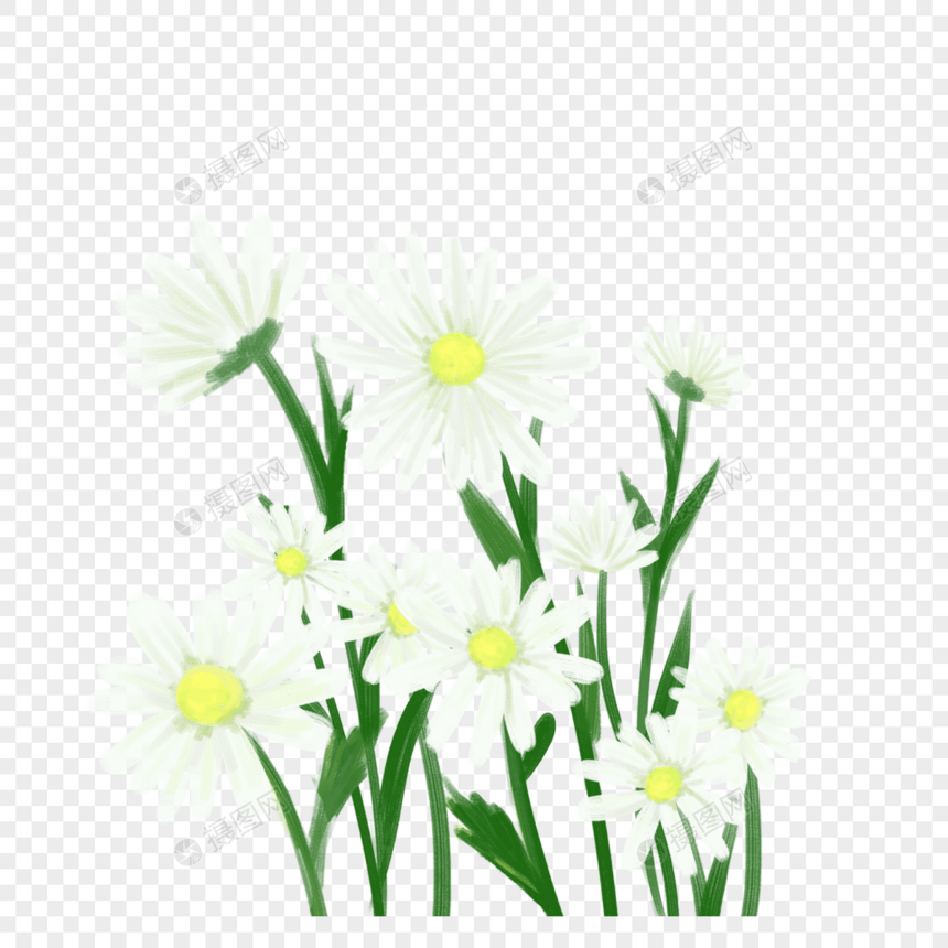 洁白雏菊花朵图片