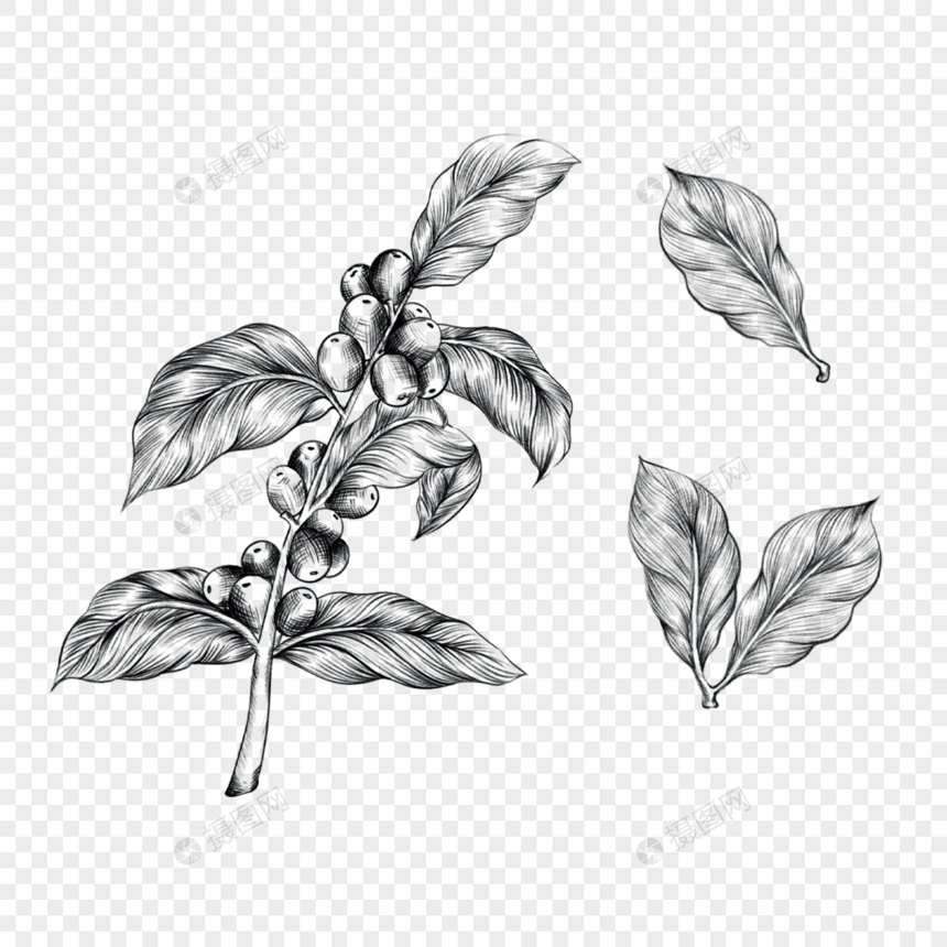 素描雕刻黑白咖啡叶子根茎食物贴画图片