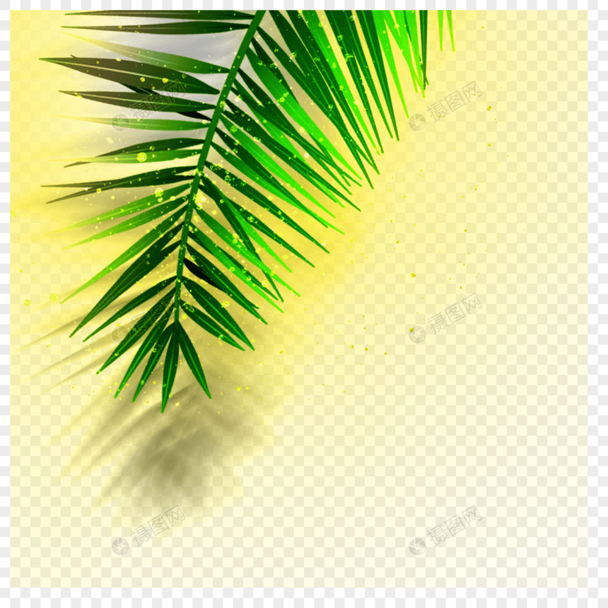 阳光照射下的椰子叶图片