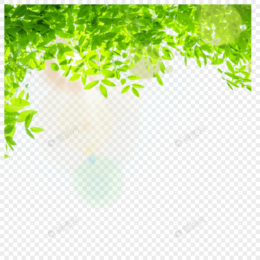光效夏天绿叶热带边框图片