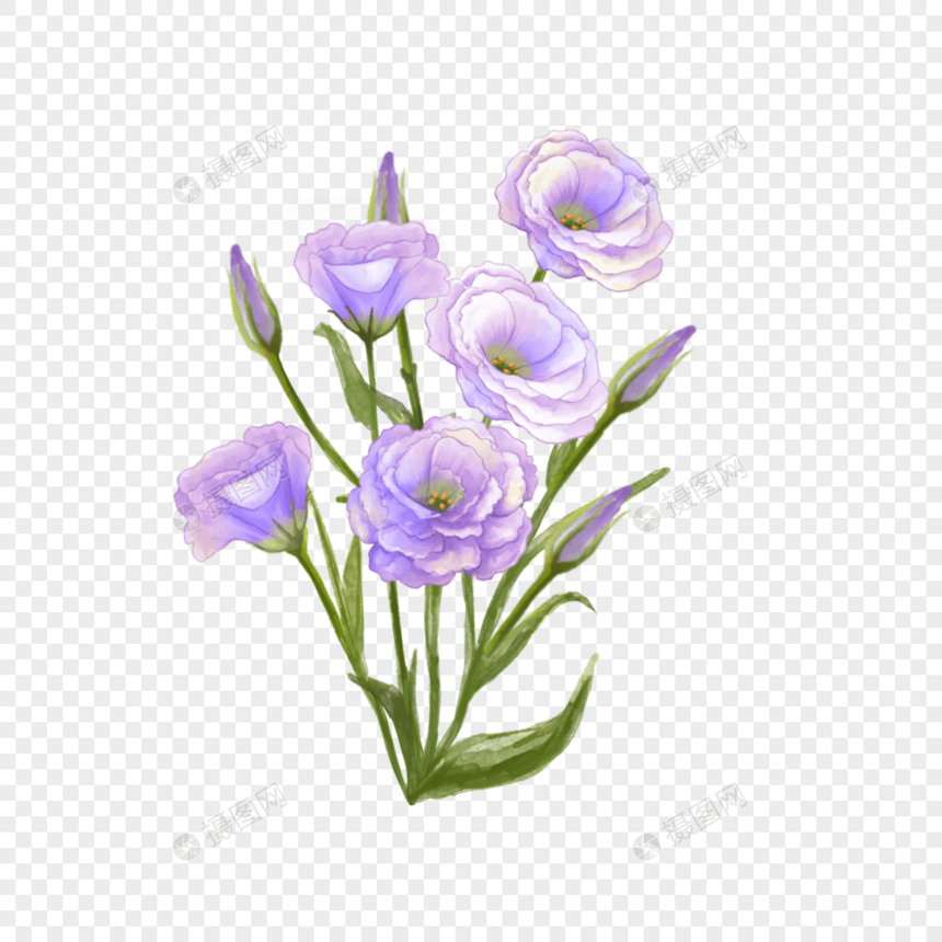 水彩洋桔梗紫色花卉图片