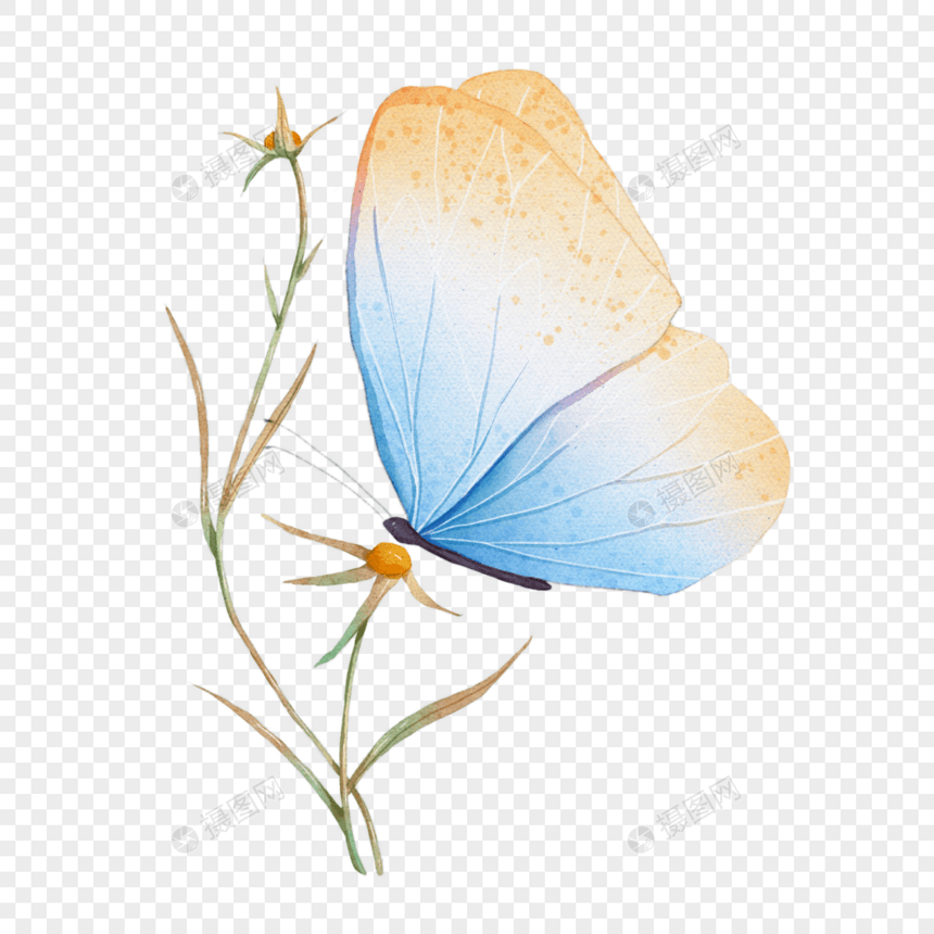 水彩晕染蝴蝶与植物图片