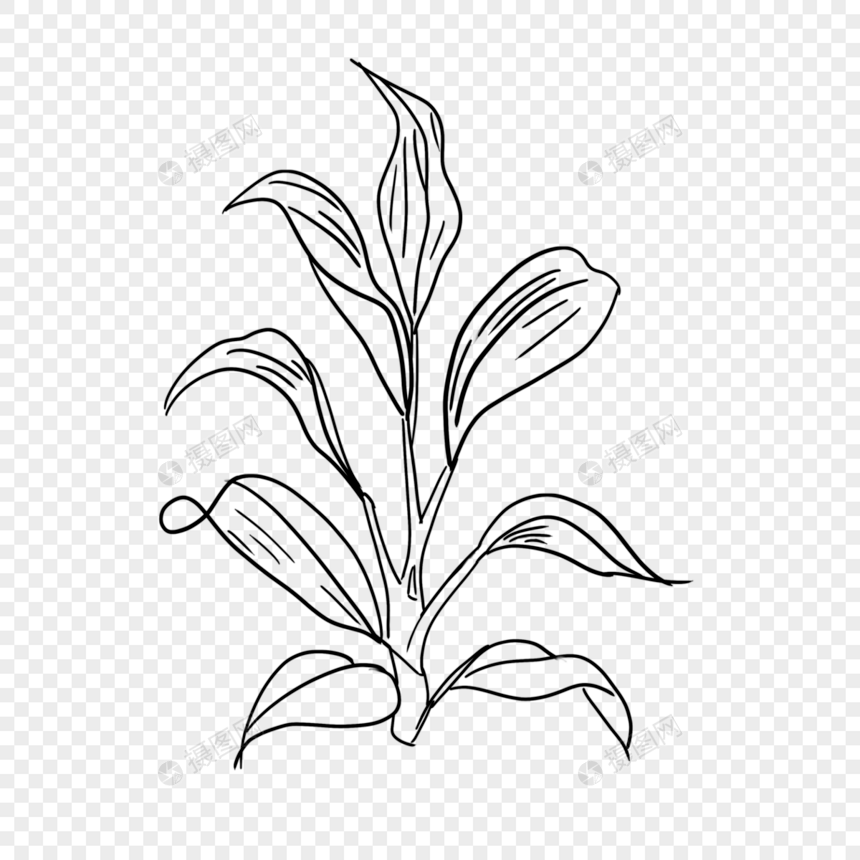 一棵优美热带植物线条植物图片