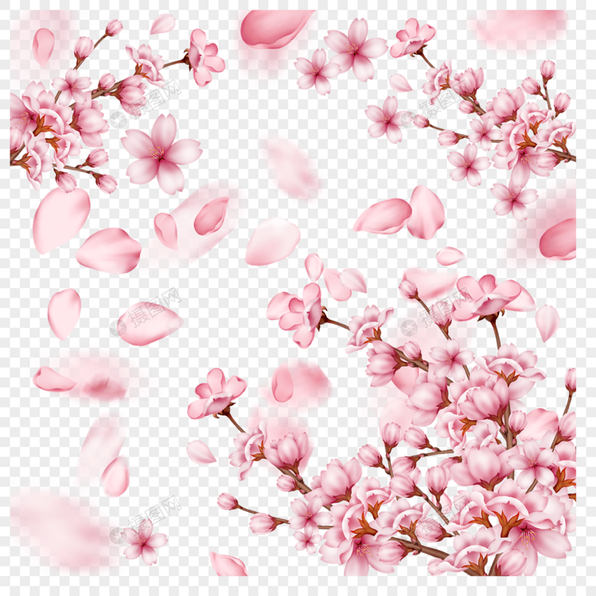 春季边框光效粉色樱花花瓣飘落图片