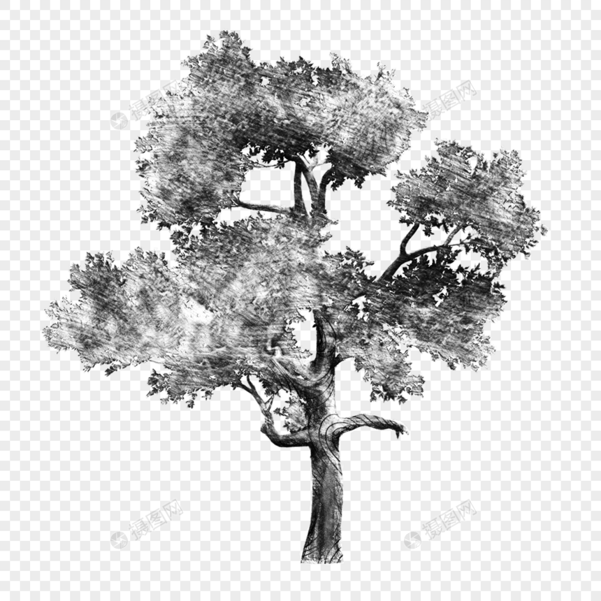 黑色线条素描树木图片