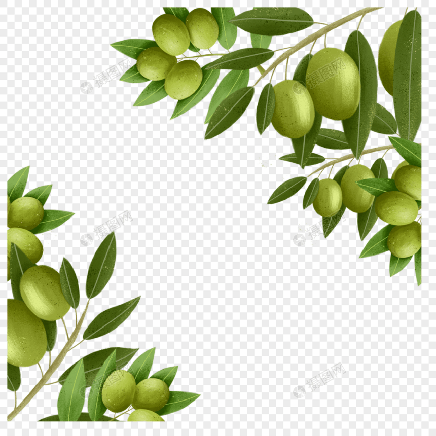 橄榄创意植物边框图片