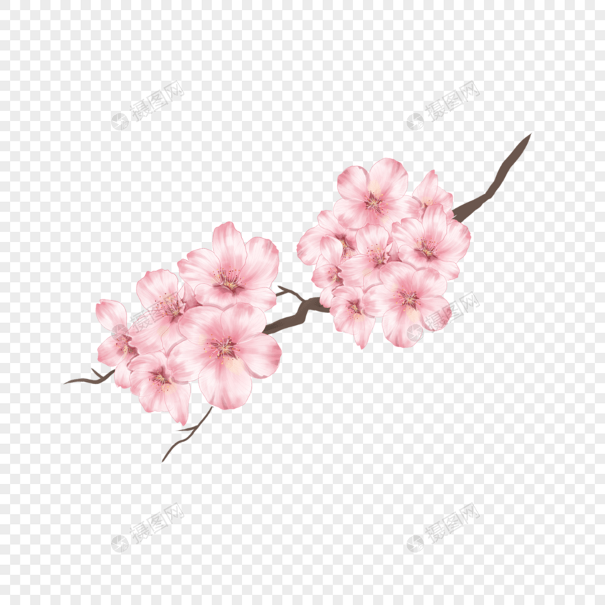 水彩粉色樱花骨朵图片