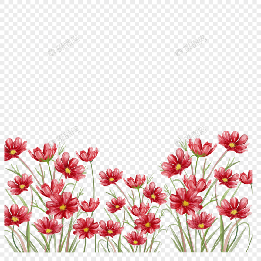 水彩红色格桑花卉边框图片