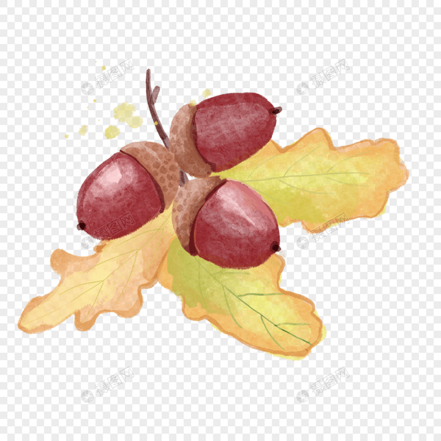 橡子与叶子水彩秋季植物图片