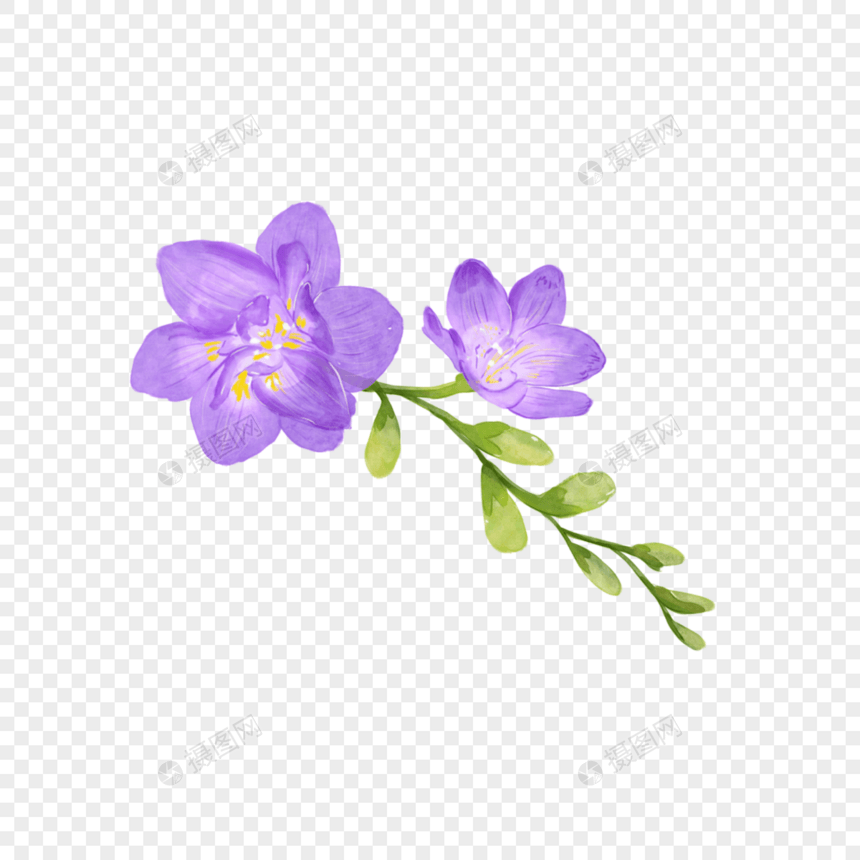 苍兰水彩婚礼花卉紫色花朵图片