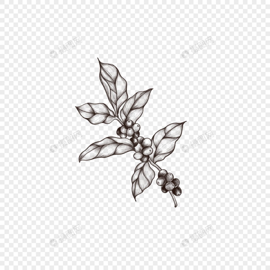 素描黑白简约咖啡豆种子植物图片