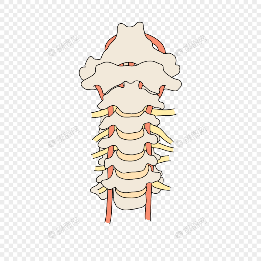 神经病学椎间盘与神经插画图片