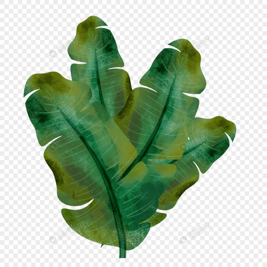 香蕉叶片植物装饰水彩绿色图片