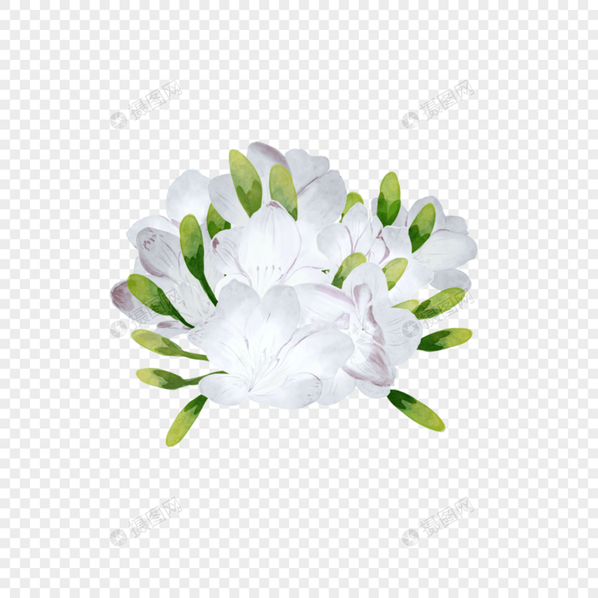 苍兰水彩婚礼白色花朵植物图片