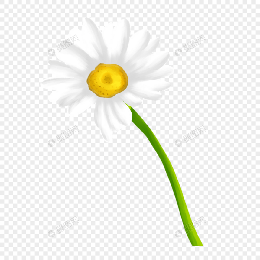 盛开的可爱白色雏菊图片