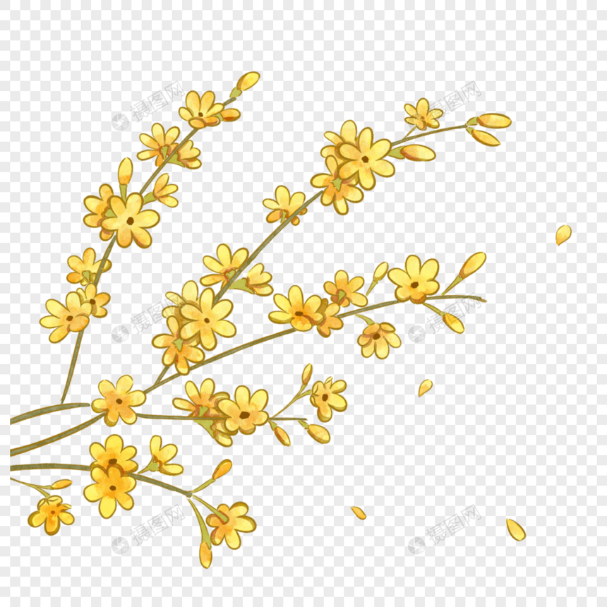 春季黄色迎春花图片