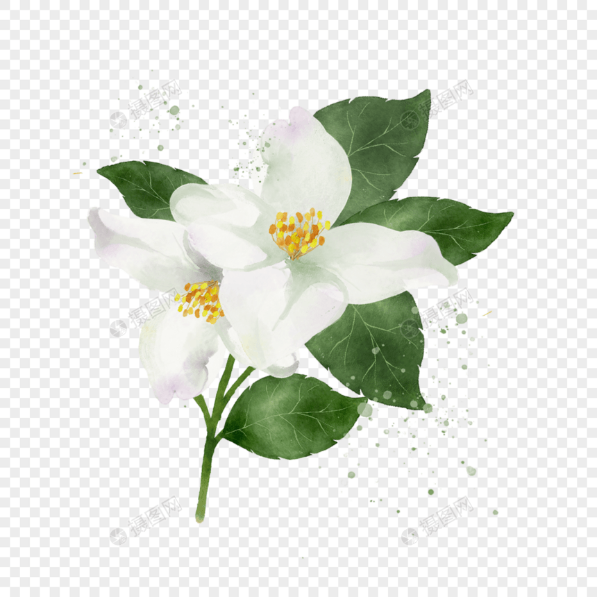 茉莉花植物水彩花卉图片