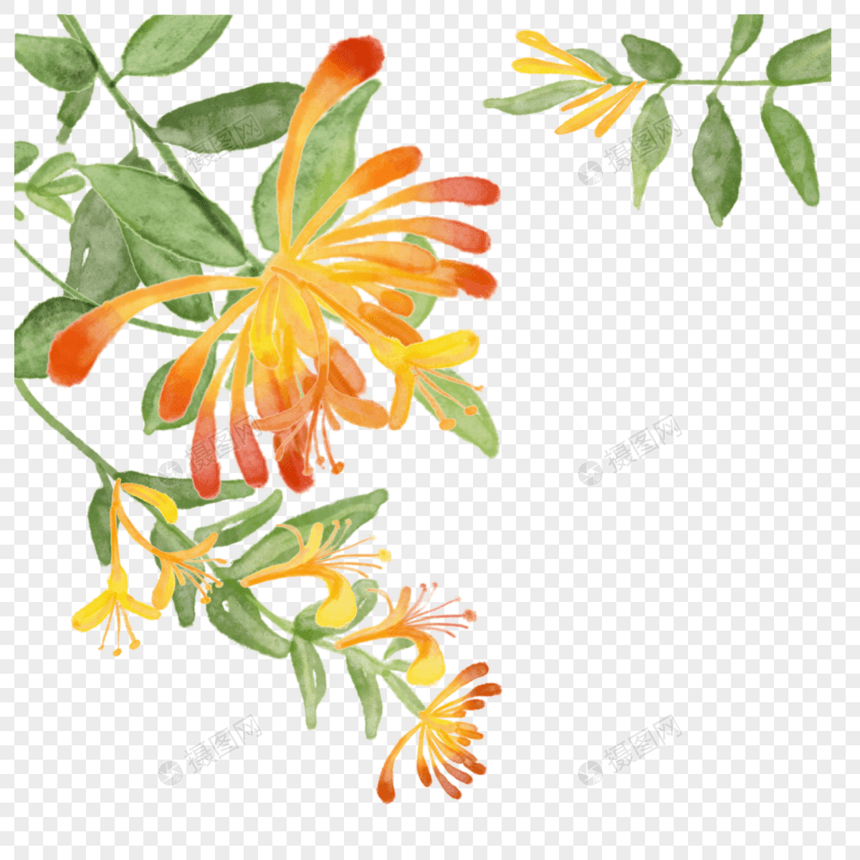 橙色水彩花卉金银花图片