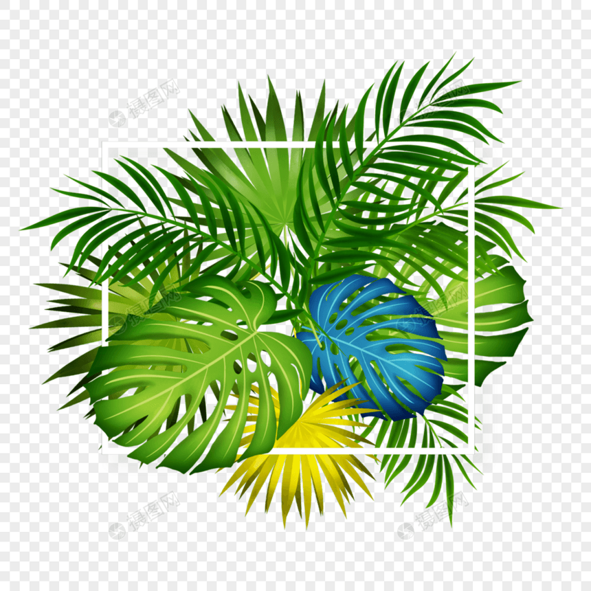 夏天彩色棕榈叶手绘白色正方形边框图片