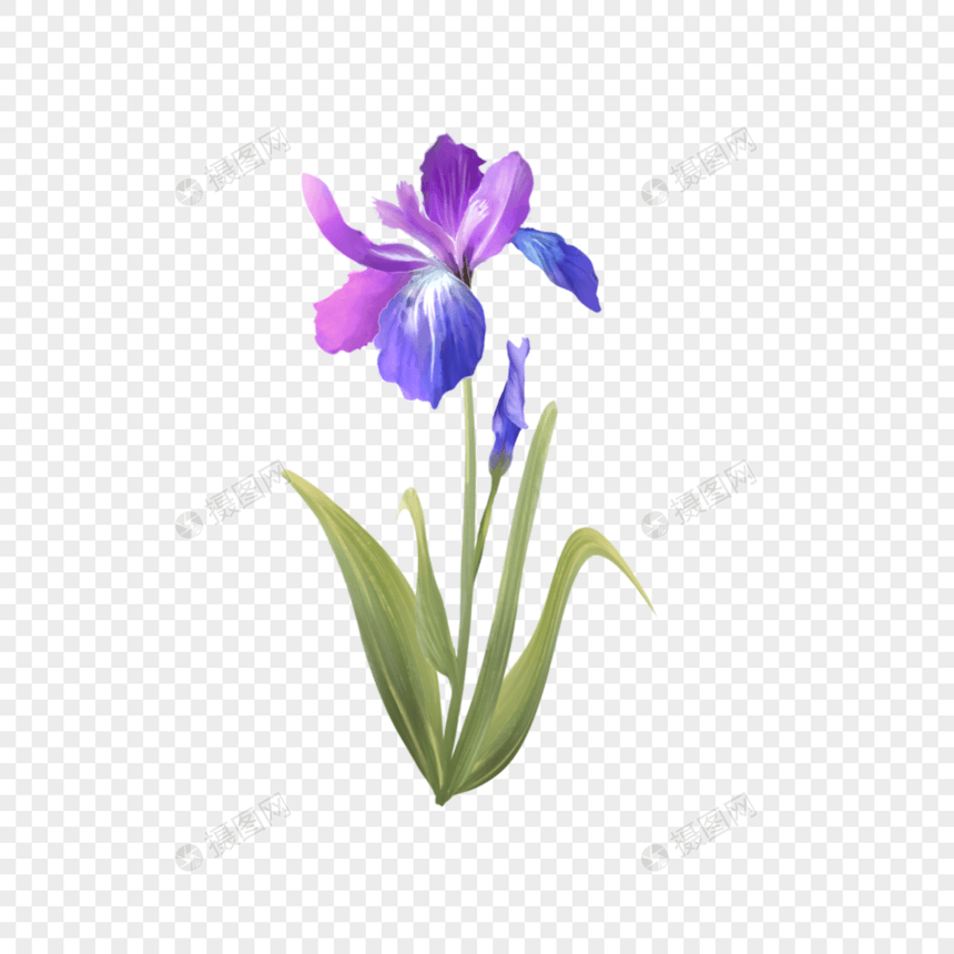 紫色鸢尾花水彩花卉与叶子图片
