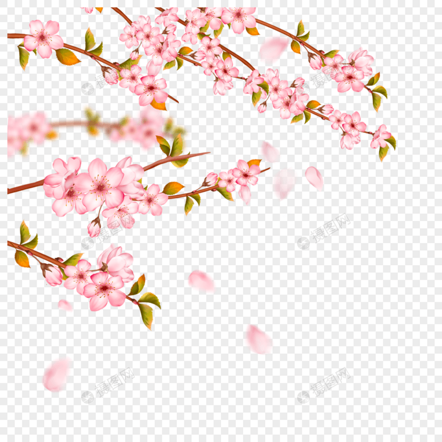 浪漫的粉色光效樱花枝条图片