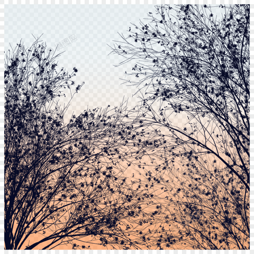 树枝秋季树叶枝干倒影图片