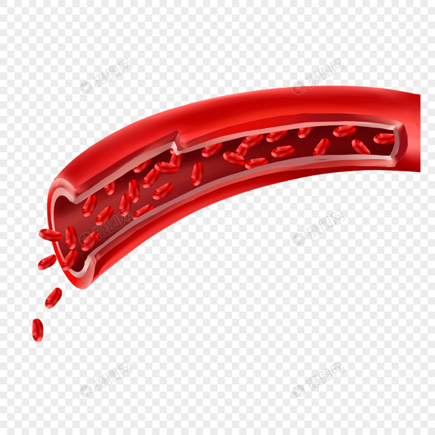 人体血管医学插图红色图片