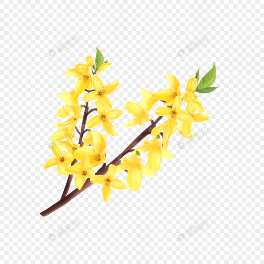 水彩花卉黄色连翘花图片