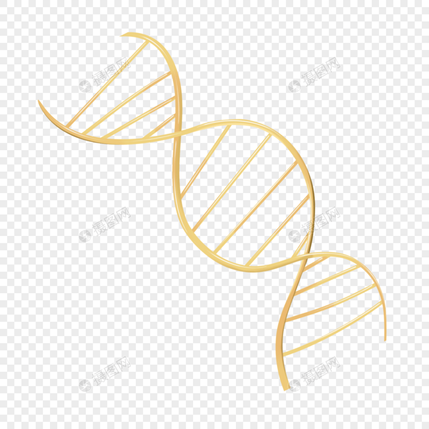基因dna模型结构图片